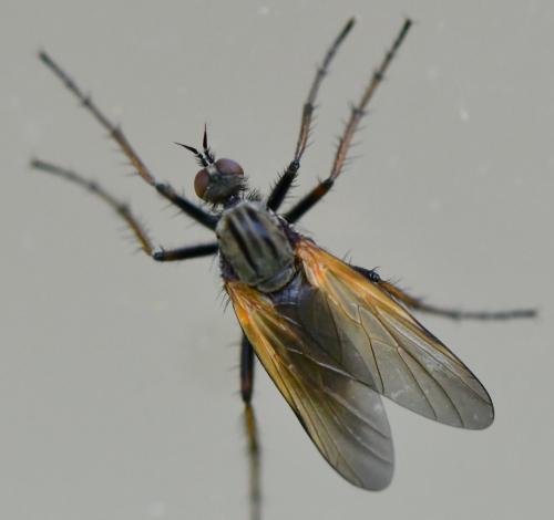 Empis tessellata